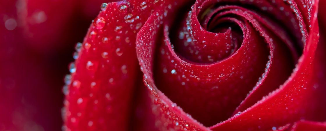 Offrez un cadeau spécial à l'être aimée avec des roses originales