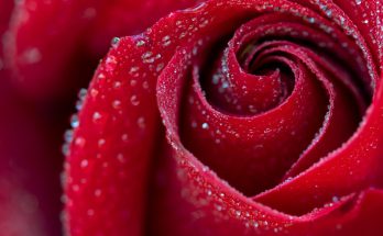 Offrez un cadeau spécial à l'être aimée avec des roses originales